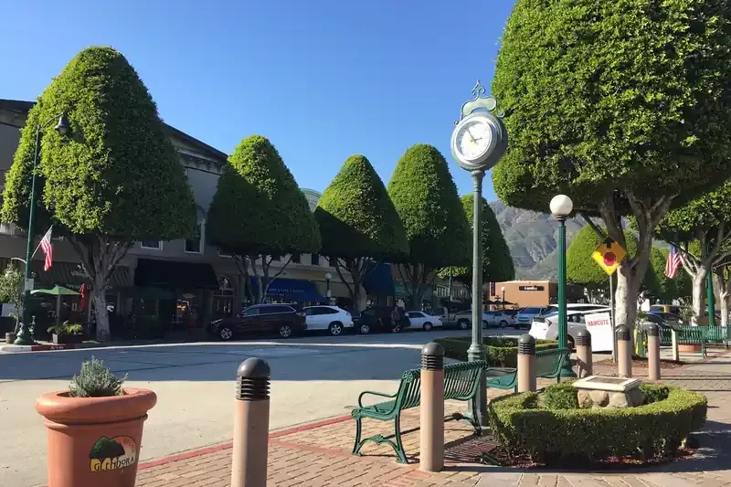 Trimmed ficus trees along Glendora Village with the San Gabriel Mountains behind