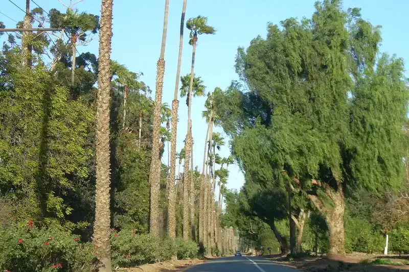 Craftsman and Mission-style homes on a palm-lined street in Riverside